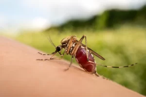 Mosquito Biting A Person On The Arm - Swollen With Blood