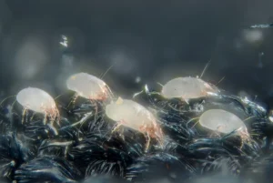 House Dust Mites Close Up