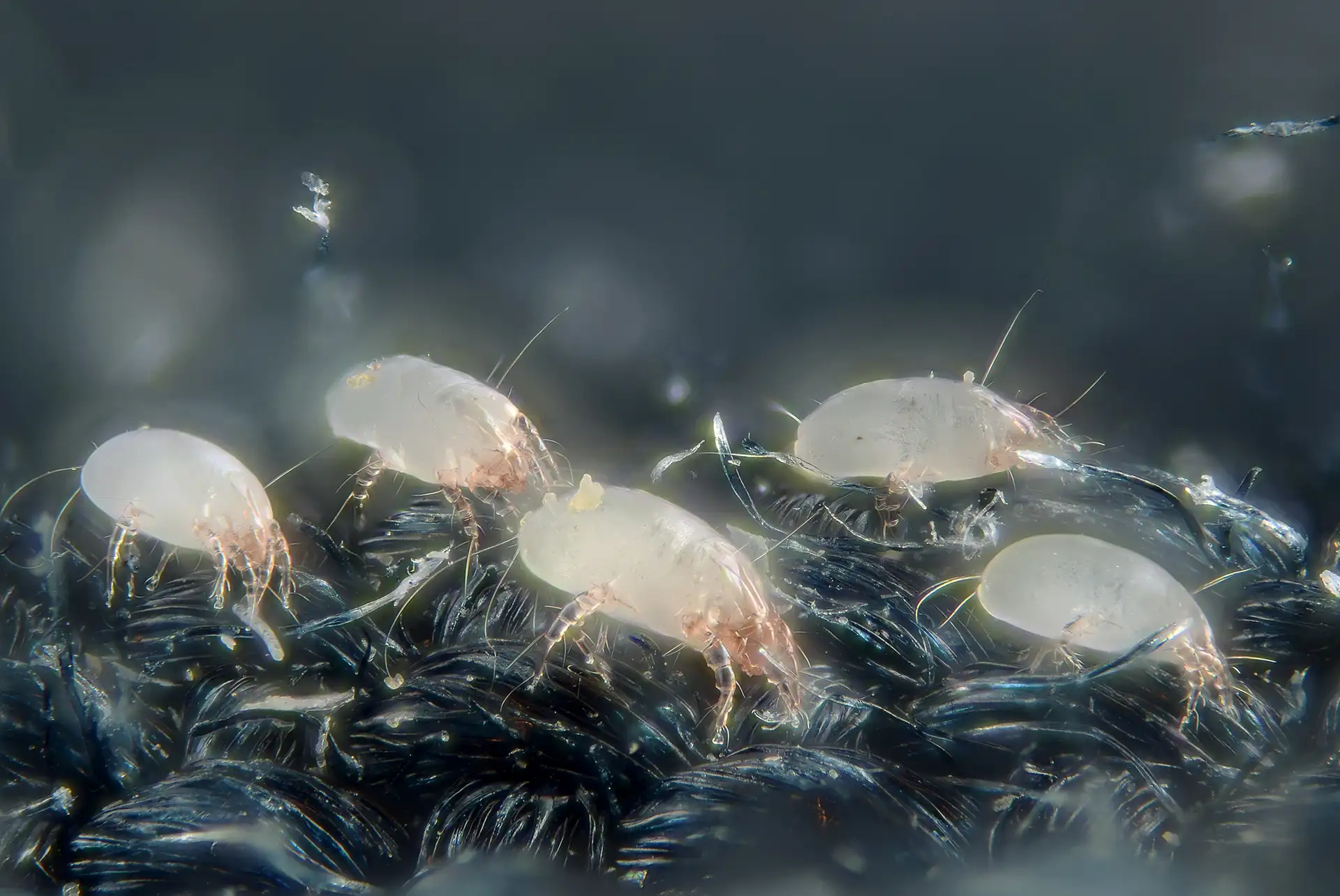 House Dust Mites Close Up